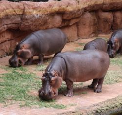 Wrocław- Zoo