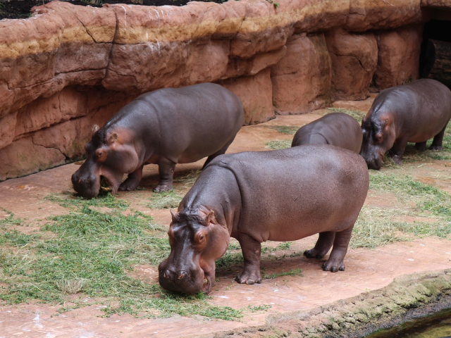 Wrocław- Zoo